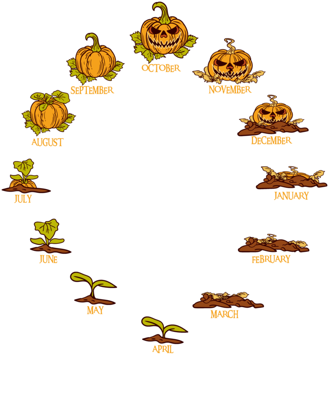 Magliette: Ciclo di Vita di una Zucca Halloween